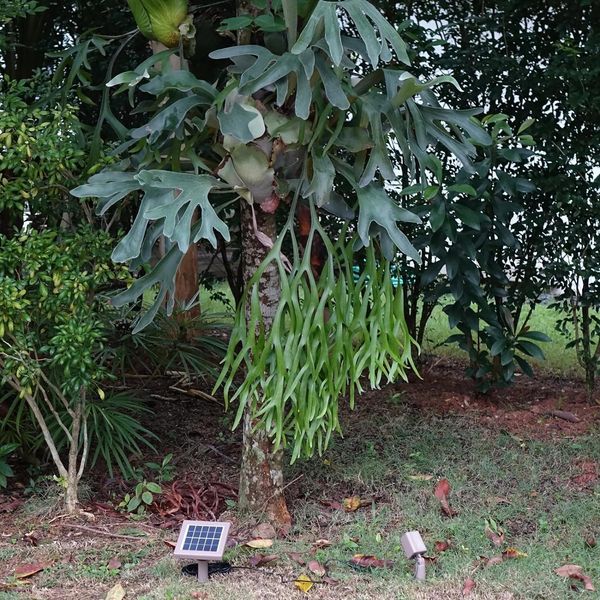 Вуличний LED-світильник з сонячною батареєю Solar Light Mart HEX 50X для саду, двору 0107 фото
